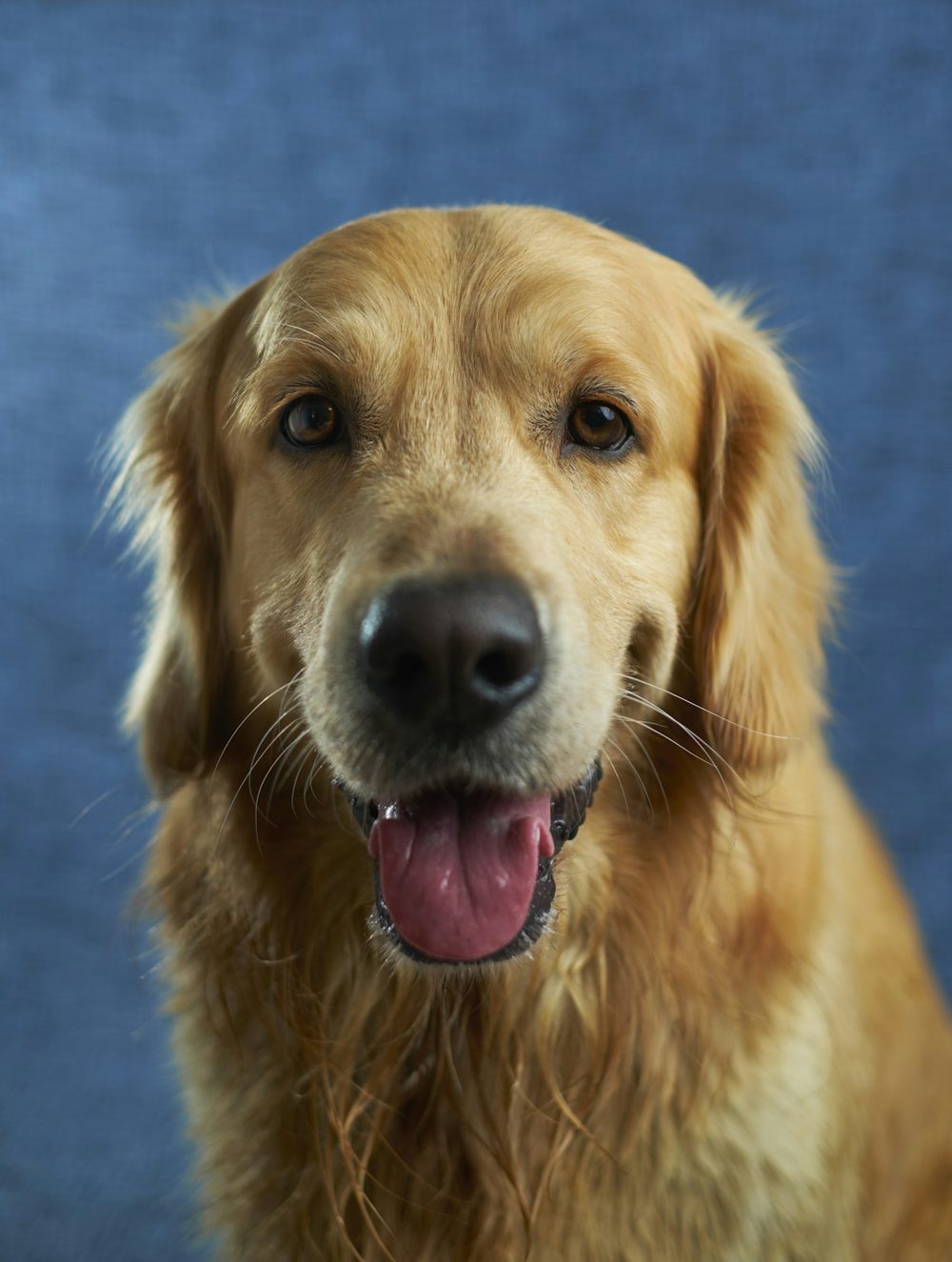 Smiling golden retriever looking at the camera