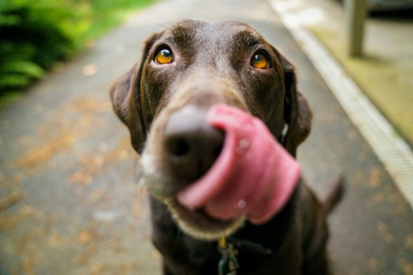 Chocolate labrador licking its nose on a garden path